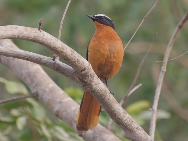 <h3><a href="/trips/gambia/biota/animalia/chordata/aves/040 passeriformes/108 muscicapidae/cossypha albicapillus/cossypha albicapillus-nl.html">Cossypha&nbsp;albicapillus</a> / White‑crowned&nbsp;robin‑chat / Schubkaplawaaimaker</h3>OM-1 Mark II met OLYMPUS M.150-400mm F4.5, 1/2000 sec  bij F4.5, ISO 5000, afstand 13.1&nbsp;m